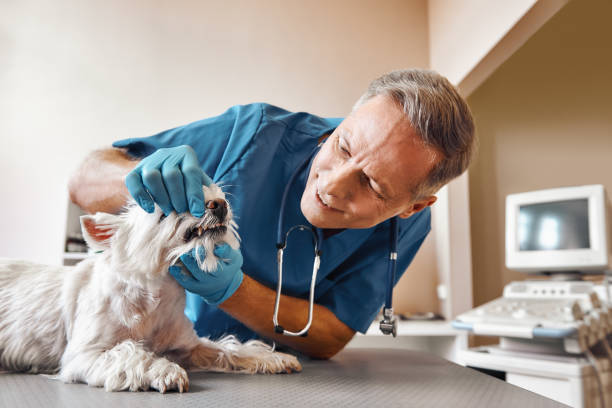 Best Emergency Dental Care for Trauma or Injury in Pinch, WV
